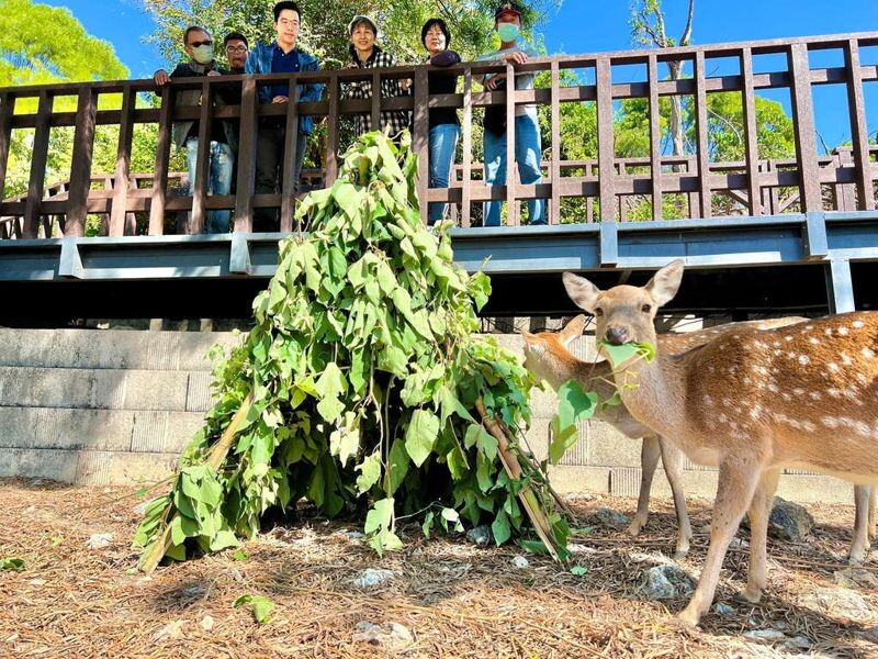 梅花鹿品嚐構樹葉耶誕大餐。(壽山動物園提供)
