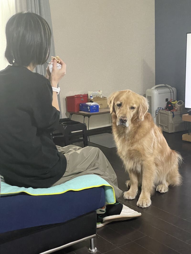 當主人吃掉手裡最後一口漢堡後,賽納整張臉瞬間垮了,眼神滿是黯淡失落。(翻攝自X @セナ・困り顔のゴールデンレトリバー)