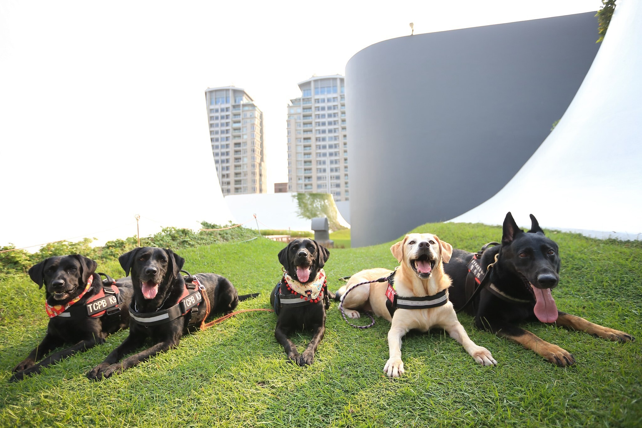台中市警犬隊四隻元老警犬光榮退役找到新家