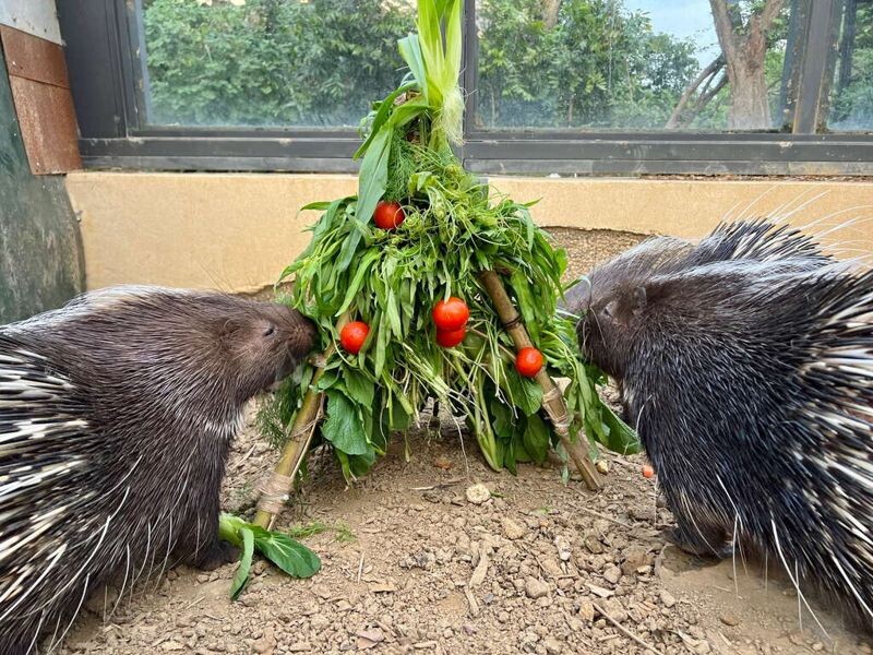 冠豪豬大快朵頤以當季時蔬搭配聖女小番茄的小耶誕樹。(壽山動物園提供)