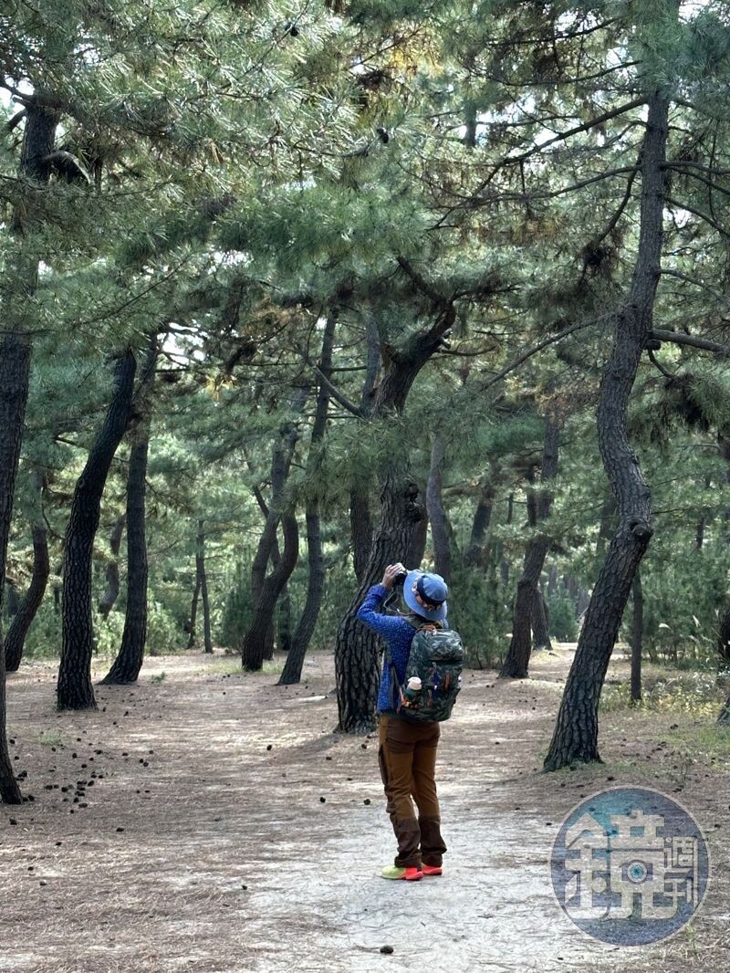 接著沙灘邊開始出現松林小徑。