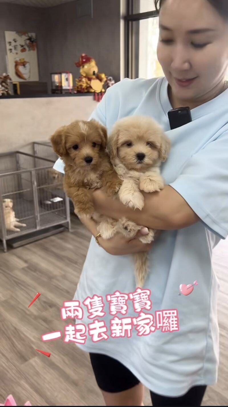 林子瑄的兒子長大了,怕家裡太安靜,所以找兩隻愛犬來作伴。(翻攝自林子瑄IG)