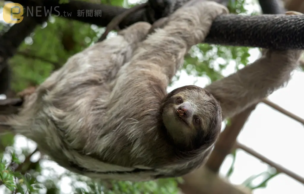 台北市立動物園一隻樹懶從天而降正好砸在男遊客頭頂