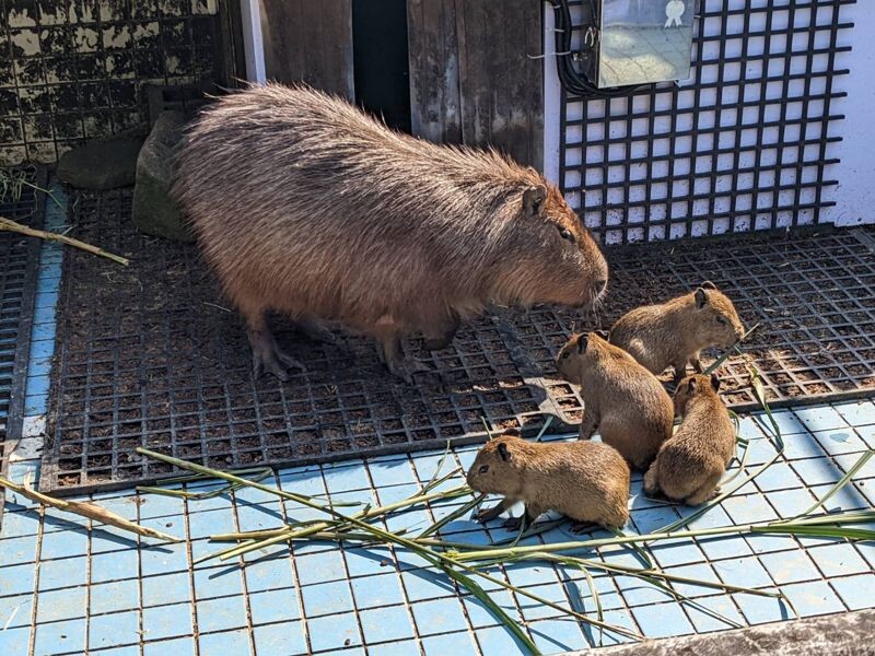 水豚是群居動物,會有自己的小團體。(柯心平提供)