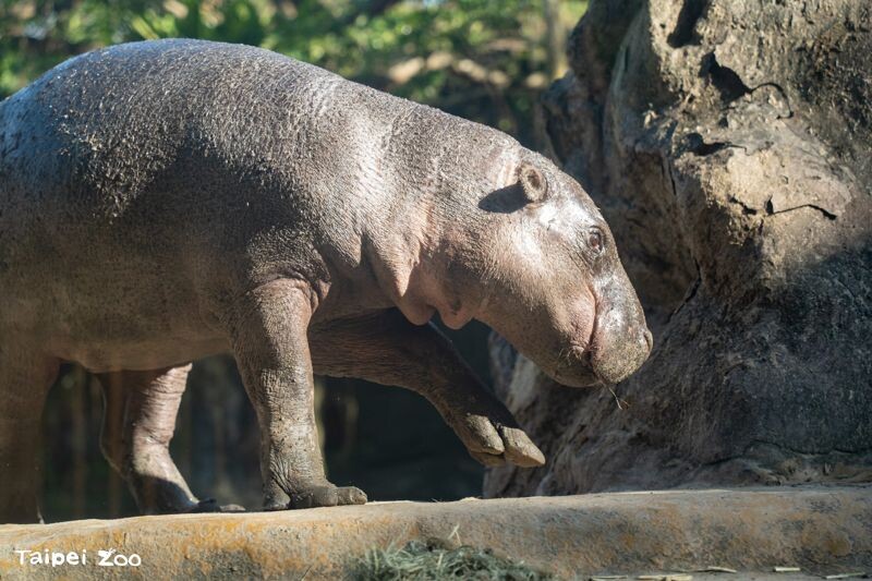 Thabo的個性、情緒穩定,也和保育員互動良好。(台北市立動物園提供)