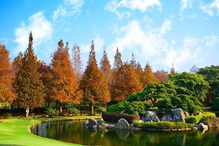 ▲成美文化園有全台唯一的日系落羽松秘境，即日起到3月是最受歡迎的落羽松季。　圖：成美文化園／提供