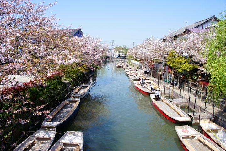 ▲福岡春季體驗-柳川賞櫻遊船。　圖：shutterstock／來源