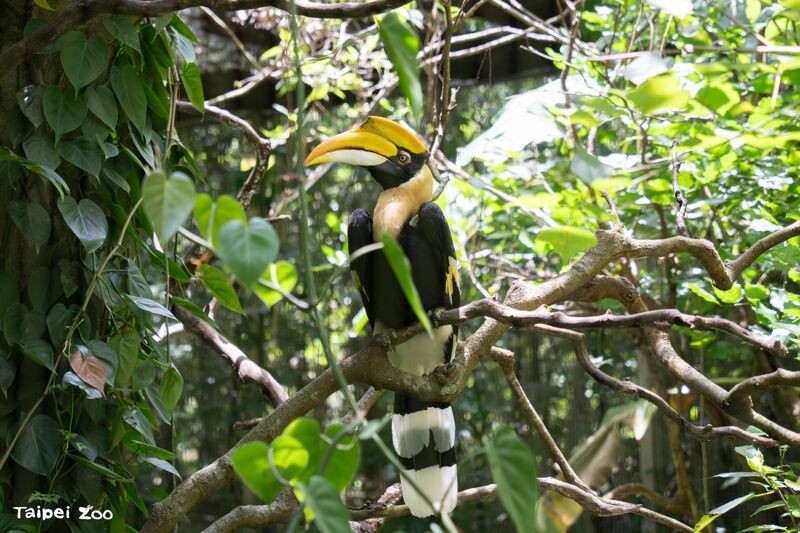 雙角犀鳥「白目」原先居住在台北市立動物園熱帶雨林區。（台北市立動物園提供）