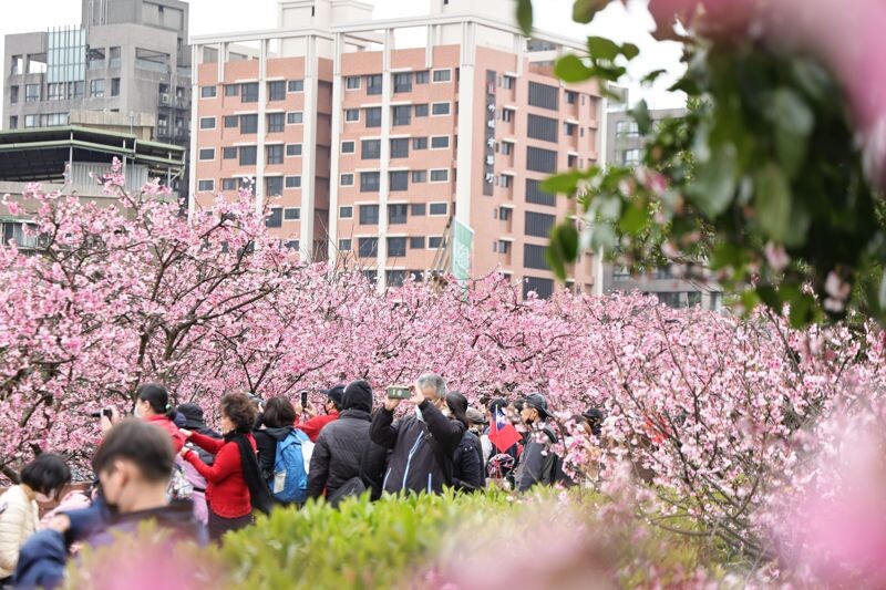 2025樂活夜櫻季即將於今日起至2月15日(六)在樂活公園盛大展開,展覽為期23天。(北市公園處提供)