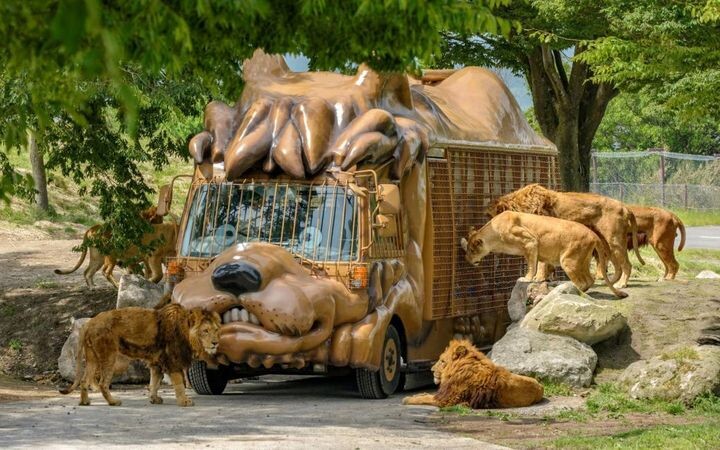 ▲九州最新親子景點「九州自然野生動物園一日遊」，還有機會餵食獅子、老虎。　圖：KKday／提供