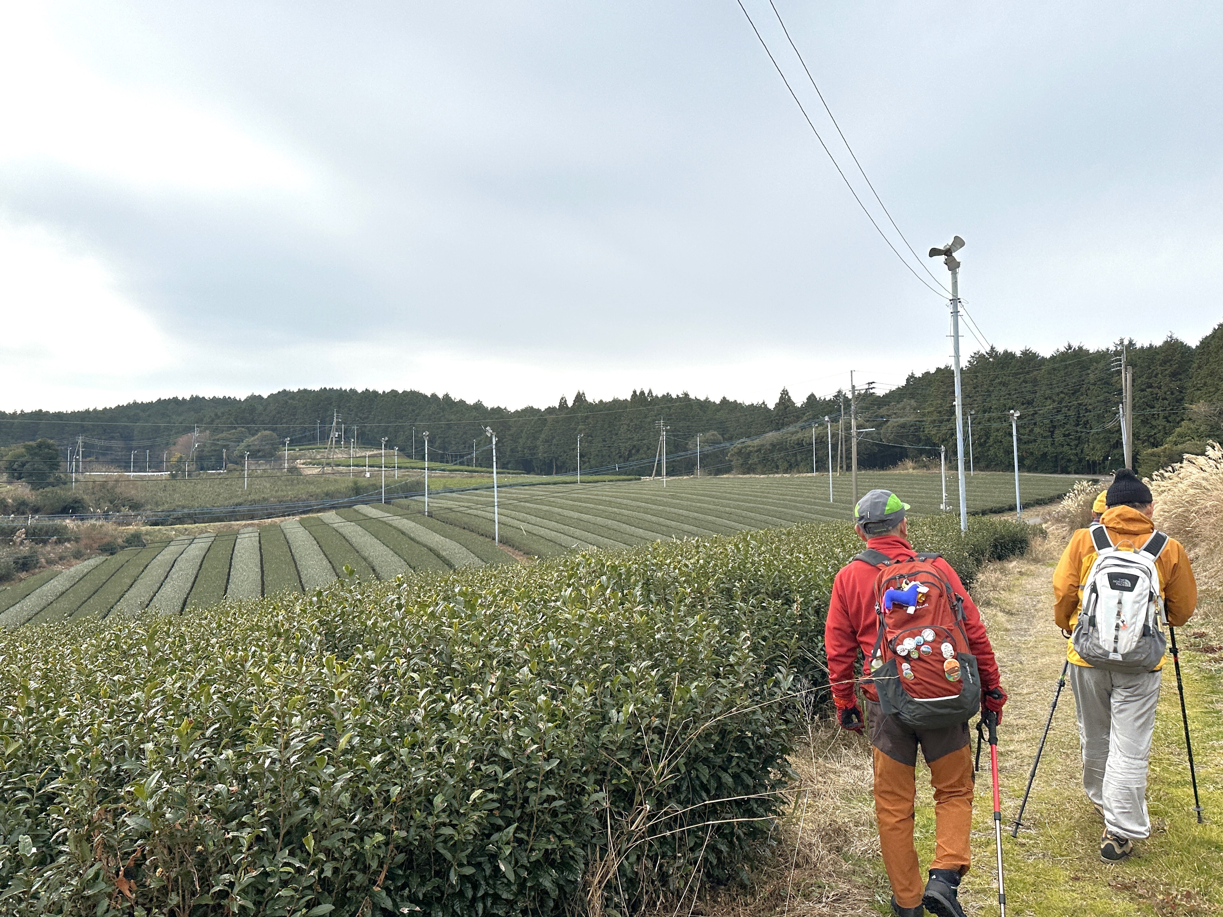 ▲途經嬉野溫泉鄉的廣大茶園是健行路線的一大亮點。　圖：蔡雅雯／攝影