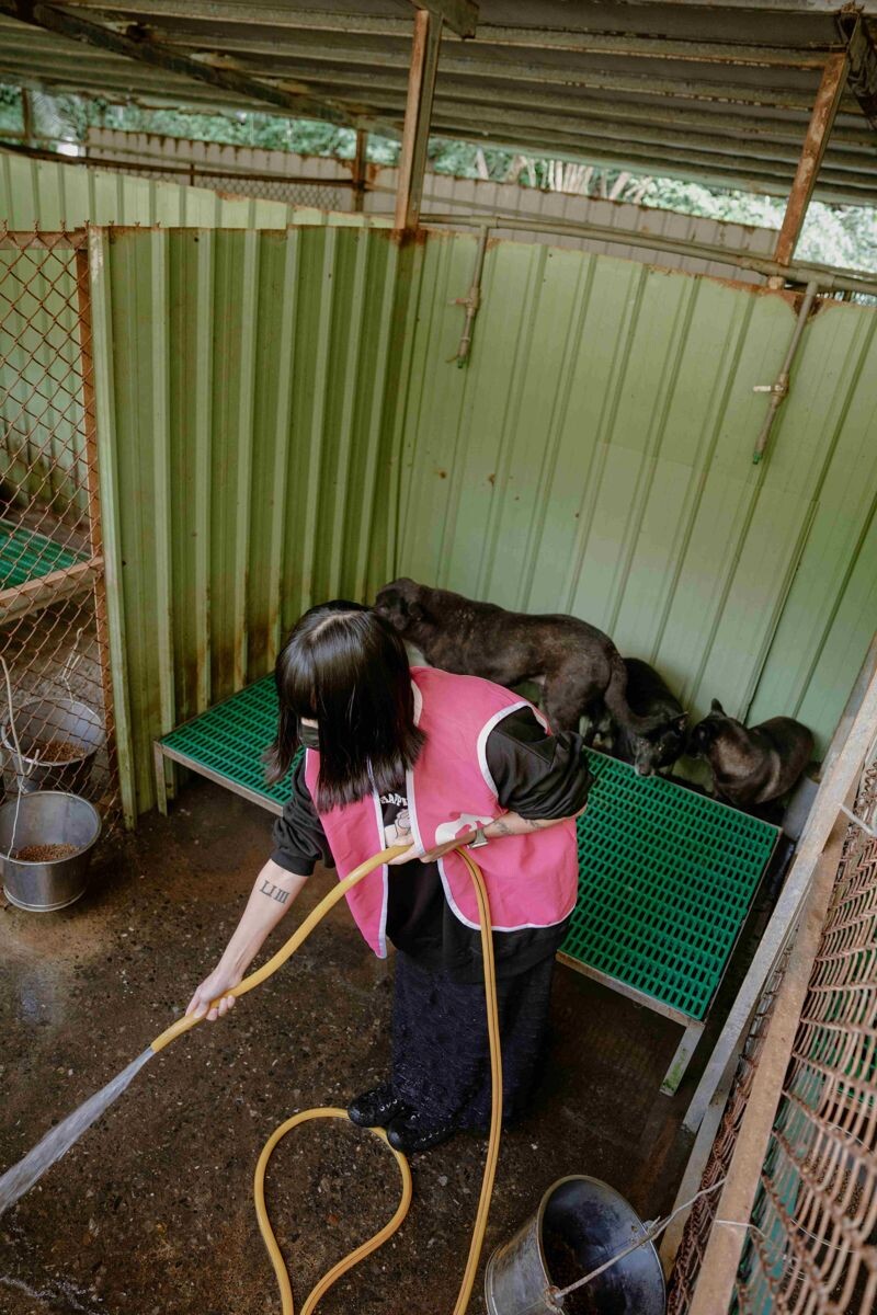 流浪動物之家的義工平日會去保育場清理環境、整理環境、餵食毛孩們。(財團法人流浪動物之家基金會提供)