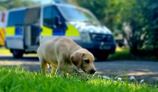 ▲警犬Lissy 誕生於在2022年6月,這是牠10周大的模樣。(圖/翻攝Lancashire Police Dog Unit)