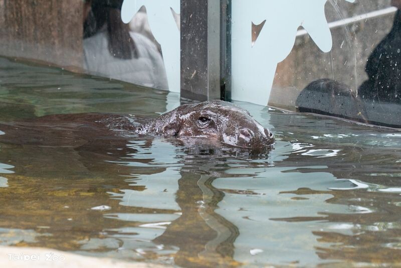 好天氣時Thabo也開始到室外水池游泳泡水。(台北市立動物園提供)
