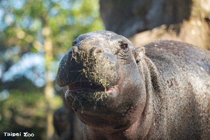 Thabo將在19日亮相台北市立動物園非洲區。(台北市立動物園提供)