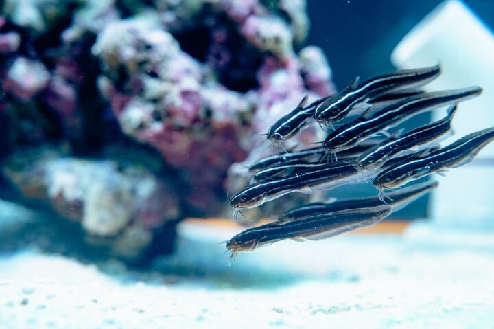 ▲第一季特展生物－鰻鯰 。　圖：國立海洋生物博物館／提供