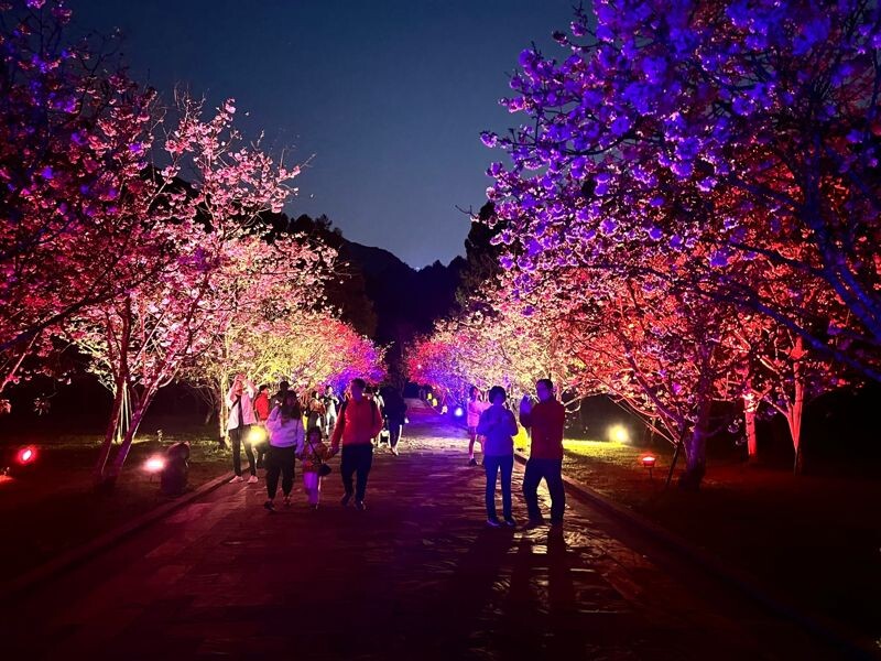 「台灣第一夜櫻」活動將一路持續至3月2日，夜晚延長開放部分項目。