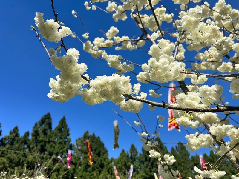 稀有品種「台灣雪櫻」因雪白的花瓣外觀而有「白色戀人」之美稱。