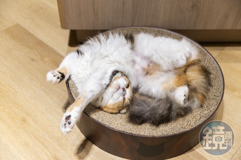 「Cat Café MOCHA」裡的貓十分乖巧。