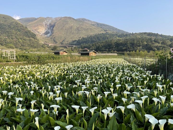▲台北市竹子湖休閒農業區（海芋園區）。　圖：台北市政府產業發展局／提供
