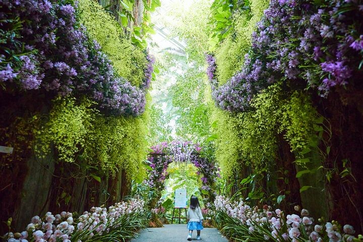 ▲02/08～03/02舉辦的「牧野植物園蘭花展」。　圖：高知縣國際觀光課／來源