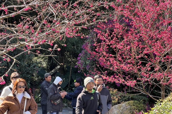 ▲目前山櫻花的花況先發迎賓。　圖：九族文化村／提供