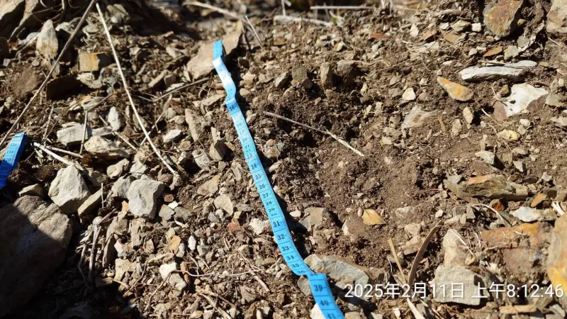 ▲玉管處保育巡查員在玉山主峰線步道發現大大的台灣黑熊腳印。（圖／玉管處提供，2025.02.11）