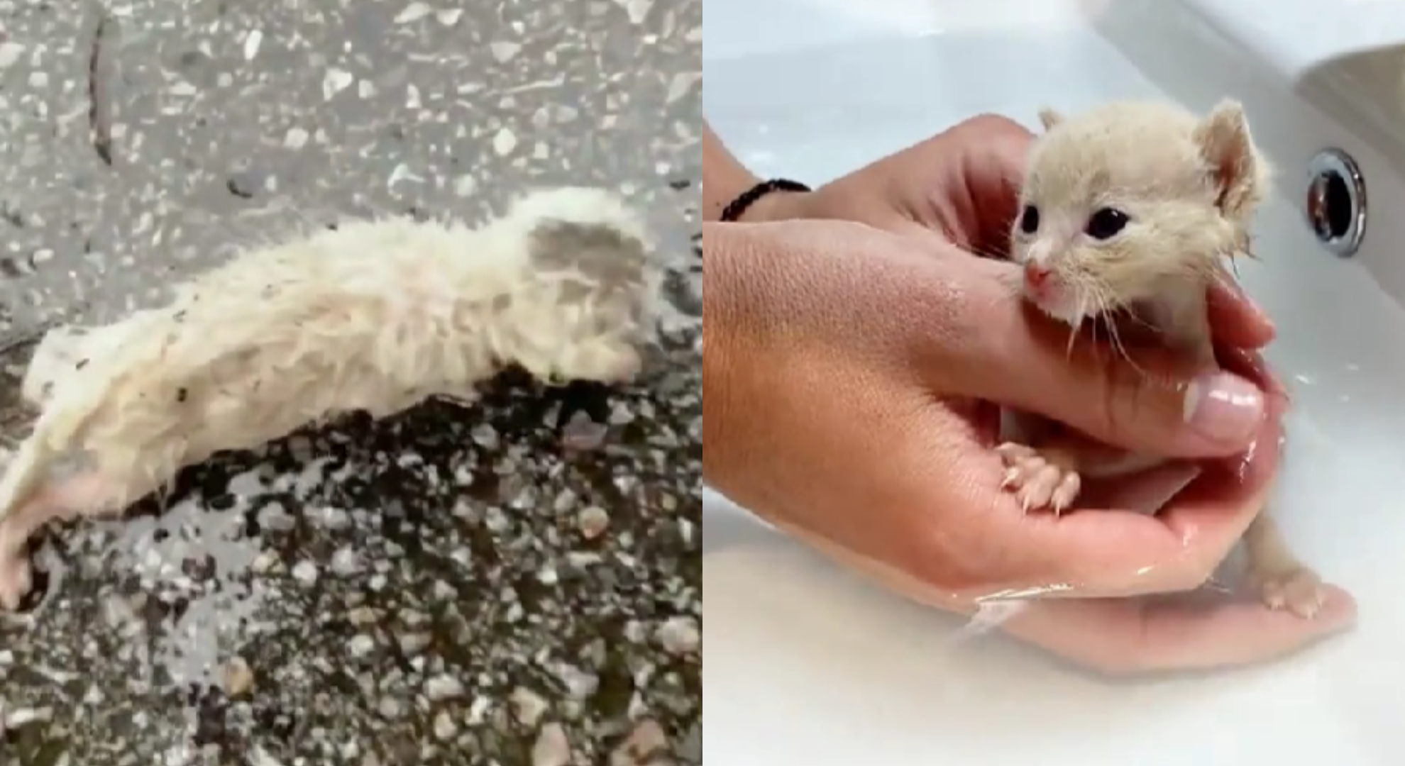 男子以為撿到小貓長大後才驚覺是一隻狐狸