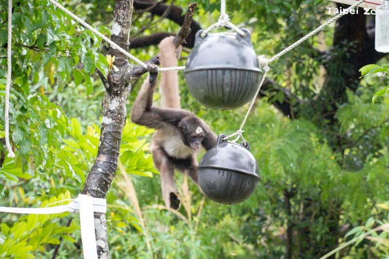 動物園保育員利用海洋保育署桃竹海洋保育站提供的海洋廢棄物浮球，改造成動物玩具。（台北市立動物園提供）