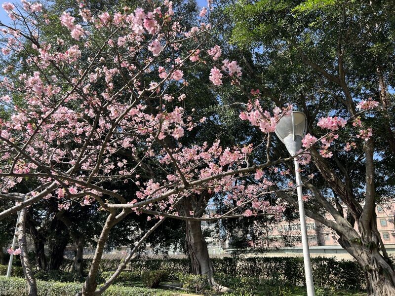 桃園環保局推薦民眾適合賞櫻踏青「3大公園」。（桃園環保局提供）