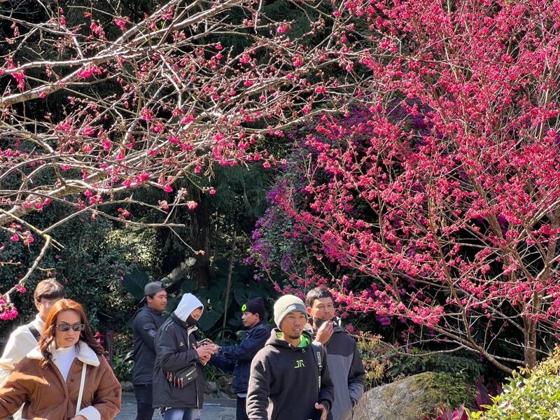 目前山櫻花的花況先發迎賓，美麗盛放中。