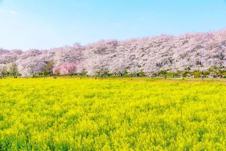 ▲從東京新宿出發的賞櫻一日遊行程，前往權現堂櫻堤、古河桃源鄉、太平山櫻花隧道，午餐享用日式燒肉吃到飽，售價2,540元起。　圖：KKday／提供