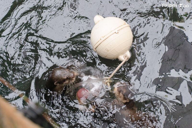 放回水上的浮球行為豐富化物件看起來更像湯圓。（台北市立動物園提供）