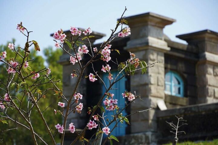 ▲山上花園水道博物館（櫻花）。　圖：臺南市政府觀光旅遊局／提供