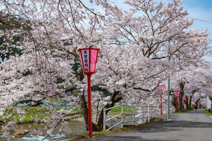 ▲岡山的「美甘宿場櫻」帶來春限定的櫻花盛開美景。　圖：太平洋旅行社／提供