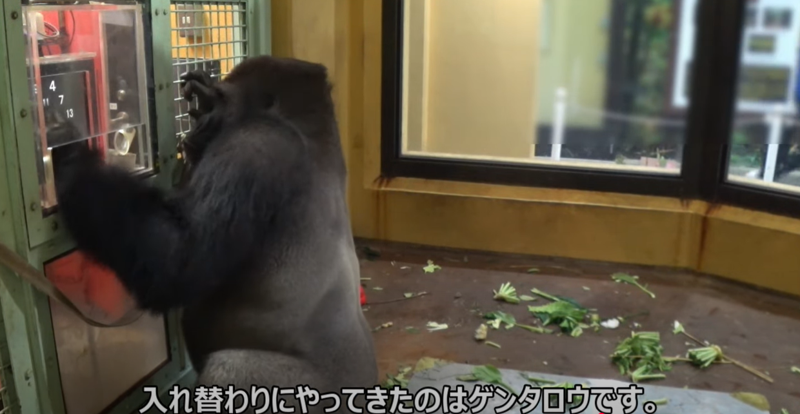 健太郎的答對率可高達70%以上。（翻自京都市動物園YT）