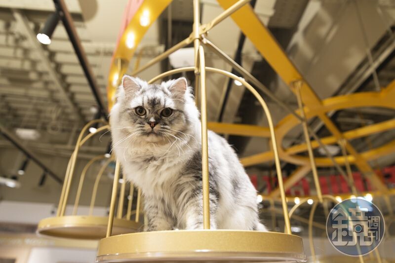 「Cat Café MOCHA」裡的設施與環境都是為貓貓們設計的，牠們隨時睡、吃、玩都可以。