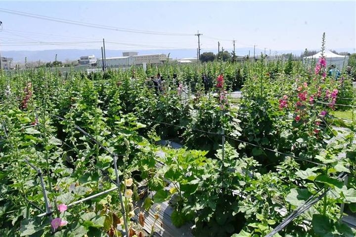 ▲員林蜀葵花田約有萬株花海，盛開是十分壯麗。　圖：員林市公所／提供