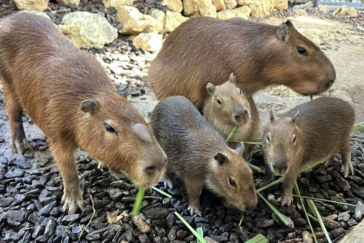 ▲水豚新生家族一起用餐。　圖：高雄市政府觀光局／提供