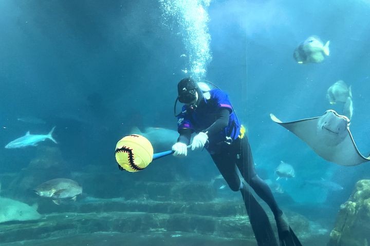 ▲遠雄海洋公園「2025炸裂青春季」-水下經典賽餵食秀。　圖：遠雄海洋公園／提供