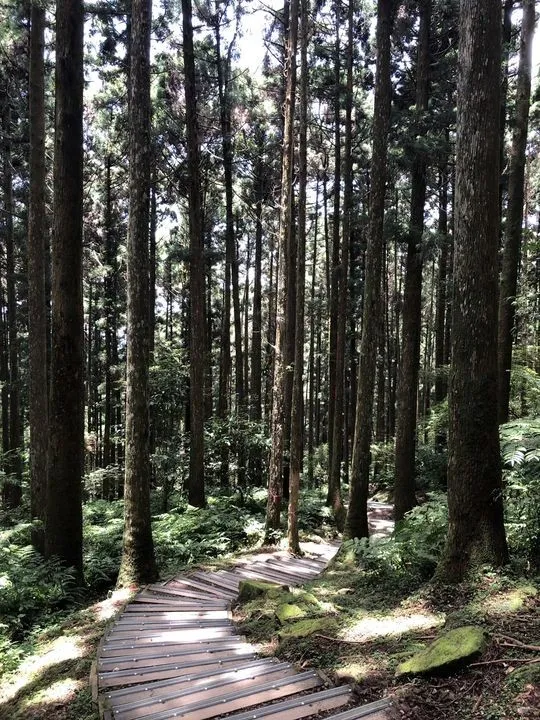 ▲東眼山森林遊樂區。　圖：農業部林業及自然保育署／提供