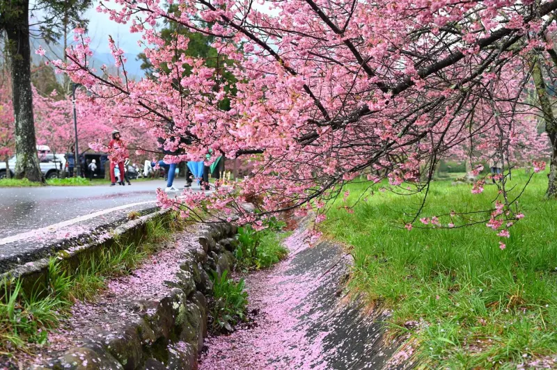 ▲武陵農場淡粉色的櫻花瓣旋落地上、山溝，雨中更添浪漫。（圖／翻攝武陵農場臉書，2025.03.06）