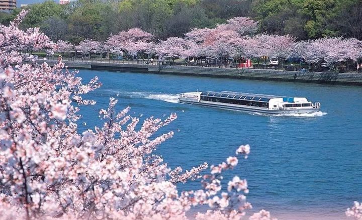 ▲大阪宇治賞櫻一日遊非常受到台灣旅客歡迎。　圖：KKday／提供