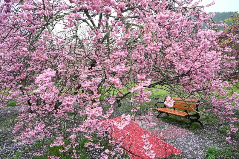 ▲武陵農場淡粉色的櫻花瓣旋落在地上、椅子上，雨中更添浪漫。（圖／翻攝武陵農場臉書，2025.03.06）
