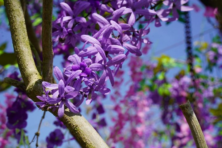 ▲許願藤每年3-5月開花，進入最佳觀賞期。　圖：成美文化園／提供