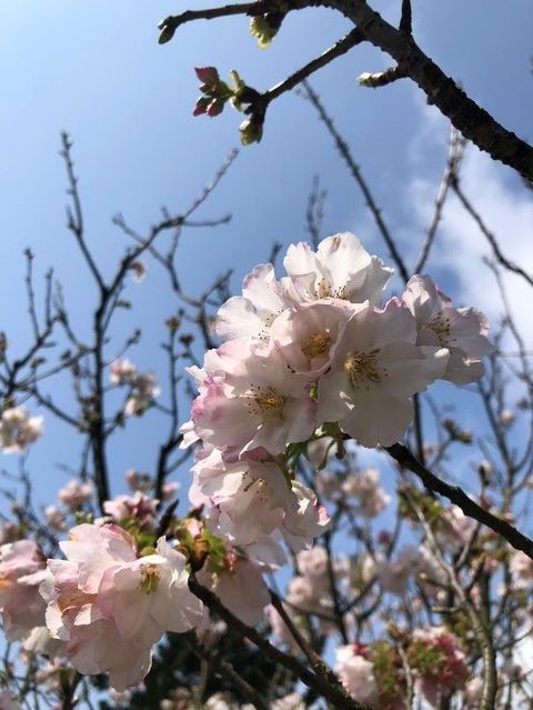 ▲吉野櫻綻放，氛圍夢幻浪漫。　圖：台北市政府工務局公園路燈工程管理處／提供