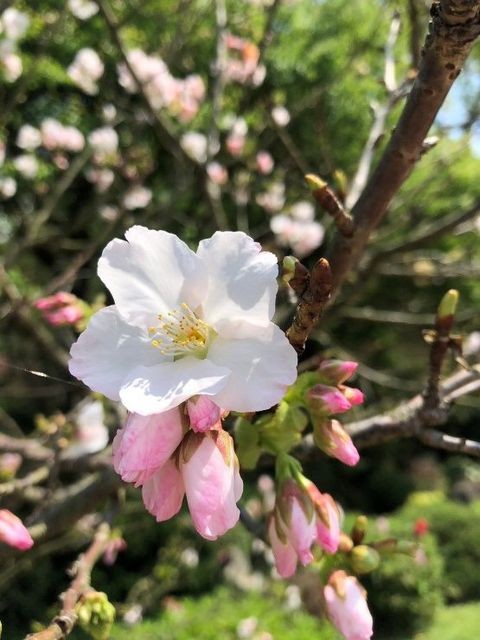 ▲櫻花的柔美姿態。　圖：台北市政府工務局公園路燈工程管理處／提供