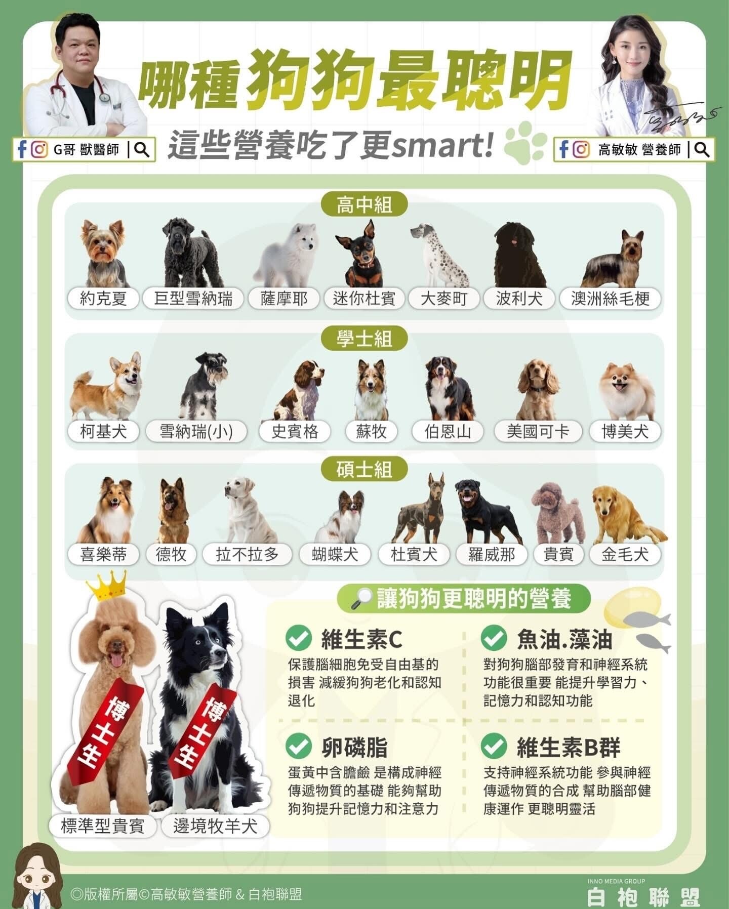 **狗狗智商大揭密:你的毛孩子在哪個「學術殿堂」?**