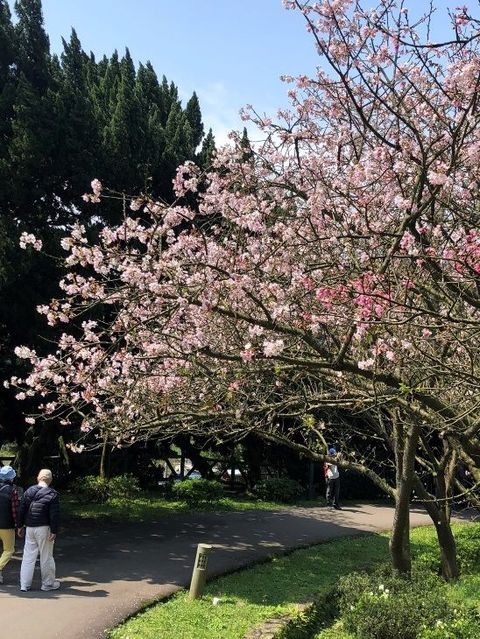 ▲湖山路與遊客中心的吉野櫻綻放中。　圖：台北市政府工務局公園路燈工程管理處／提供