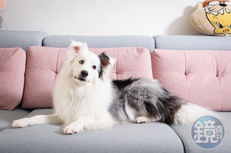 2歲半的邊境牧羊犬Ocean是一隻很穩定的狗狗，平日愛跟貓哥哥小B打鬧。（鏡藝宏海提供）